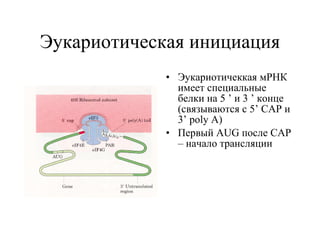 Эукариотическая инициация Эукариотичеккая мРНК имеет специальные белки на 5  ’  и 3  ’  конце (связываются с  5’ CAP  и  3’ poly A )   Первый  AUG  после  CAP  – начало трансляции 