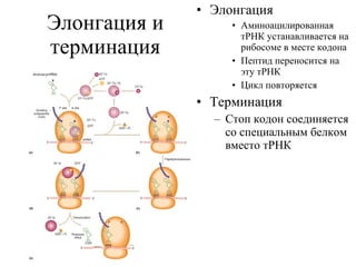 Элонгация и терминация Элонгация Аминоацилированная тРНК устанавливается на рибосоме в месте кодона Пептид переносится на эту тРНК Цикл повторяется Терминация Стоп кодон соединяется со специальным белком вместо тРНК 