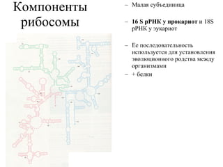 Компоненты рибосомы Малая субъединица 16 S  рРНК у прокариот  и 18 S  рРНК у эукариот Ее последовательность используется для установления эволюционного родства между организмами + белки 