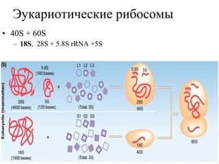 Эукариотические рибосомы 40S + 60S 18S ,  28S + 5.8S rRNA +5S  