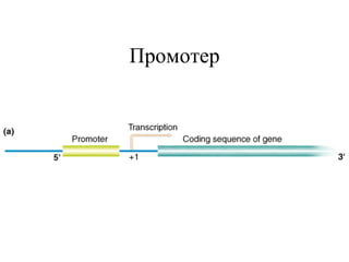 Промотер 
