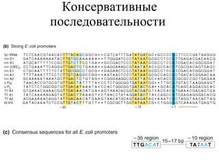 Консервативные последовательности  