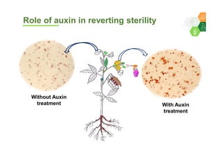 Genomics for converting 3-lines to 2-lines hybrid system in pigeonpea By Dr Lekha T Pazhamala, ICRISAT