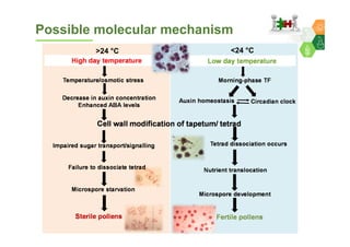 Genomics for converting 3-lines to 2-lines hybrid system in pigeonpea By Dr Lekha T Pazhamala, ICRISAT