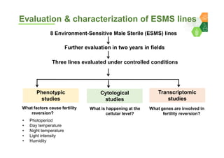 Genomics for converting 3-lines to 2-lines hybrid system in pigeonpea By Dr Lekha T Pazhamala, ICRISAT