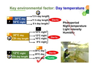 Genomics for converting 3-lines to 2-lines hybrid system in pigeonpea By Dr Lekha T Pazhamala, ICRISAT
