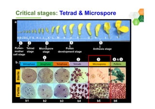 Genomics for converting 3-lines to 2-lines hybrid system in pigeonpea By Dr Lekha T Pazhamala, ICRISAT
