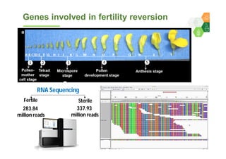 Genomics for converting 3-lines to 2-lines hybrid system in pigeonpea By Dr Lekha T Pazhamala, ICRISAT