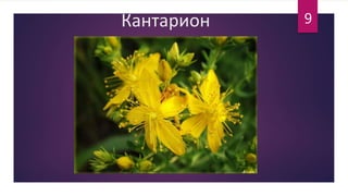 Кантарион 9
 