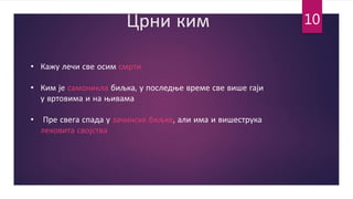Црни ким
• Кажу лечи све осим смрти
• Ким је самоникла биљка, у последње време све више гаји
у вртовима и на њивама
• Пре свега спада у зачинске биљке, али има и вишеструка
лековита својства
10
 
