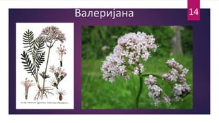 Валеријана 14
 