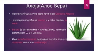 Алоја(Алое Вера)
• Лековита биљка Алое вера потиче из Северне Африке
• Изгледом подсећа на кактус и у себи садржи доста
воде
• Богата је витаминима и минералима, поготово
витамином Ц, Е и цинком
• Има антибактеријско деловање па због тога успешно
спречава све врсте инфекција.
4
 