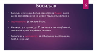 Босиљак
• Босиљак је зачинска биљка пореклом из Индије, али је
данас распрострањена на ширем подручју Медитерана
• Једногодишња је зељаста биљка.
• Изданци су усправни, до 80 цм високи, често љубичасти,
покривени дугим коврчавим длакама.
• Користи се у кулинарству, за побољшање расположења,
против несанице
6
 