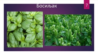 Босиљак 7
 