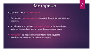 Кантарион
• Други назив је госпина трава
• Кантарион је вишегодишња зељаста биљка са разгранатим
кореном
• Стабљика је усправна, цветови су жути који цветају од
маја до септембра, док је плод брадавичаста чаура
• Кантарион се користи као антидепресив, седатив,
антибиотик, користи се споља и изнутра
8
 