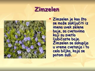 Zimzelen   Zimzelen je kao što se može zaključiti iz imena uvek zelene boje, sa cvetovima koji su svetlo ljubičaste boje. Zimzelen se sakuplja u vreme cvetanja i to cela biljka, koja se potom suši. 