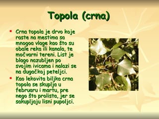 Topola  ( crna )   Crna topola je drvo koje raste na mestima sa mnogo a  vlage kao što su obale reka ili kanala, te močvarni tereni. List je blago nazubljen po svojim ivicama i nalazi se na dugačkoj peteljci.  Kao lekovita biljka crna topola se skuplja u februaru i martu, pre nego što prolista, jer se sakupljaju lisni pupoljci. 