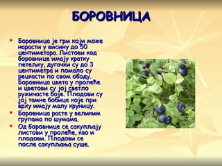 БОРОВНИЦА Боровница је грм који може нарасти у висину до 50 центиметара. Листови код боровнице имају кратку петељку, дугачки су до 3 центиметра и помало су рецкасти по свом ободу. Боровница цвета у пролеће и цветови су јој светло ружичасте боје. Плодови су јој тамне бобице које при врху имају малу круницу. Боровница расте у великим групама по шумама. Од боровнице се сакупљају листови у пролеће, као и плодови. Плодови се после сакупљања суше. 