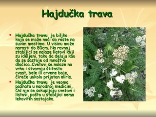 Hajdučka trava   Hajdučka travu  je biljka koja se može naći da raste na suvim mestima. U visinu može narasti do 80cm. Na ravnoj stabljici se nalaze liatovi koji su ideljeni, tako da deluju kao da se sastoje od mnoštva dlačica..Cvetovi se nalaze na vrhu i stvaraju štitastu cvast, bele ili crvene boje, čireće uokolo prijatan miris. Hajdučka travu  je veoma poznata u narodnoj medicini, Od nje se sakupljaju cvetovi i listovi, pošto u stabljici nema lekovitih sastojaka. 