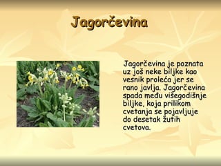 Jagorčevina   Jagorčevina je poznata uz još neke biljke kao vesnik proleća jer se rano javlja. Jagorčevina spada među višegodišnje biljke, koja prilikom cvetanja se pojavljuje do desetak žutih cvetova .   