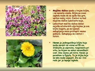 Majčina dušica   spada u trajne biljke, i ne naraste visoka. Biljka po svom izgledu može da se opiše kao grm, uprkos maloj visini. Cvetovi su kod majčine dušice ljubičaste boje..  Lekovitost mačine dušice dolazi najviše od etarskih ulja kojima je ova biljka bogata, pa se njenom sakupljanju mora pristupiti veoma pažljivo. Sakupljaju se cvetovi i listovi.   Neven  je jednogodišnja biljka koja može narasti do visine od 50 cm. Stabljika je uspravna, razgranata pri vrhu, na kojem se nalazi narandžasti cvet. Ima veoma jak miris. Neven je poreklom iz Egipta. To je biljka koja se lako može uzgajati. što se i čini rado jer je lepoga izgleda. 