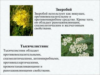 Зверобой
Зверобой используют как вяжущее,
противовоспалительное и
противомикробное средство. Кроме того,
он обладает ранозаживляющим,
спазмолитическим и желчегонным
свойствами.
Тысячелистник
Тысячелистник обладает
противовоспалительными,
спазмолитическими, антимикробными,
противоаллергическими,
кровоостанавливающими и
ранозаживляющими свойствами.
 