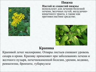 Пижма
Настой из соцветий пижмы
используют для лечения болезней
печени, желчных путей, желудочно-
кишечного тракта, а также как
противоглистное средство.
Крапива
Крапивой лечат малокровие. Отвары листьев снижают уровень
сахара в крови. Крапиву применяют при заболеваниях печени и
желчного пузыря, почечнокаменной болезни, уремии, водянке,
ревматизме, бронхите, туберкулезе
 