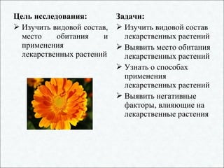 Цель исследования:
 Изучить видовой состав,
место обитания и
применения
лекарственных растений
Задачи:
 Изучить видовой состав
лекарственных растений
 Выявить место обитания
лекарственных растений
 Узнать о способах
применения
лекарственных растений
 Выявить негативные
факторы, влияющие на
лекарственные растения
 