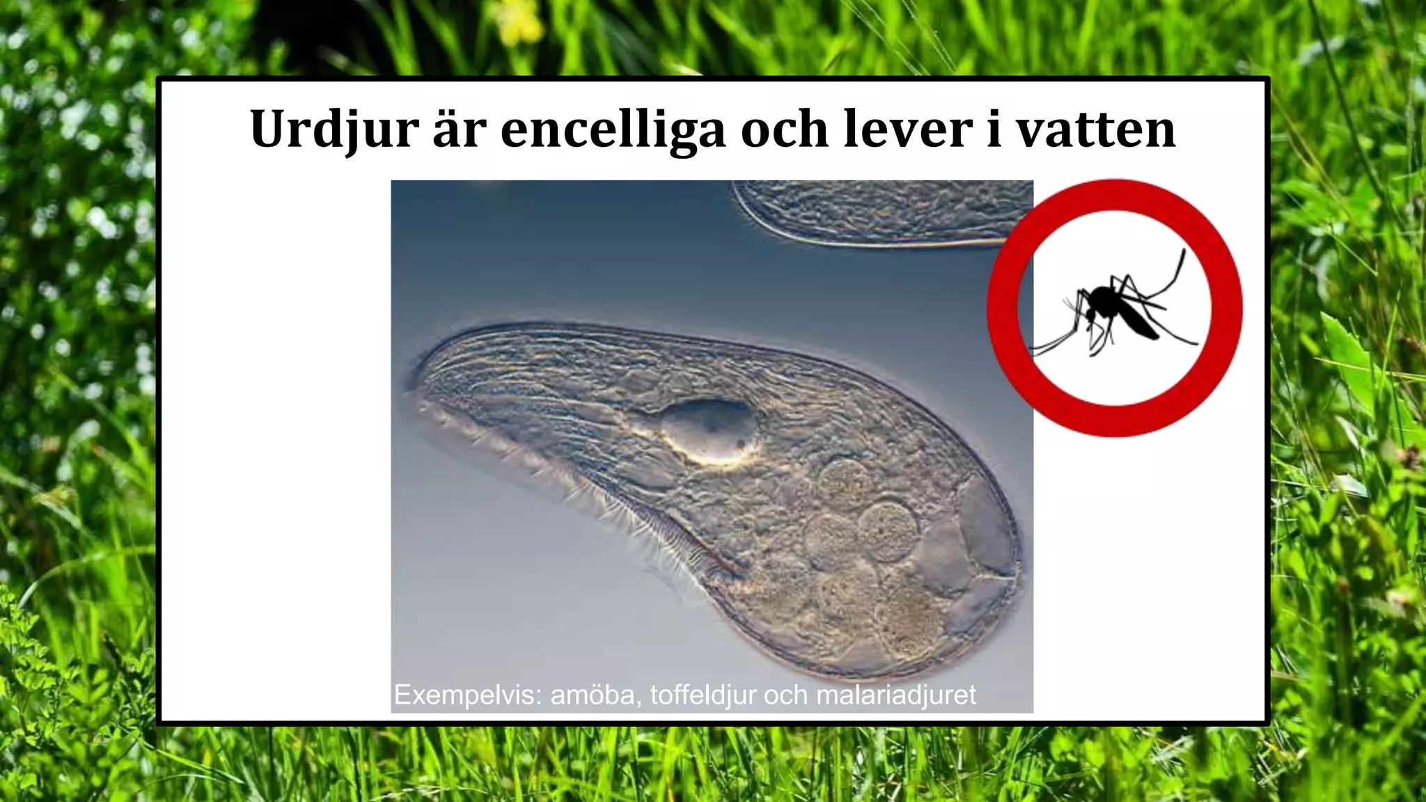 Lektion 4 Ryggradslösa djur.pptx