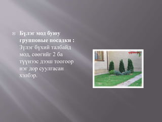  Бүлэг мод буюу
групповые посадки :
Зүлэг бүхий талбайд
мод, сөөгийг 2 ба
түүнээс дээш тоогоор
нэг дор суулгасан
хэлбэр.
 