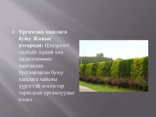  Ургамлан хашлага
буюу Живые
изгороди: Цэцэрлэгт
талбайг хүний хөл
хөдөлгөөнөөс
хамгаалан
тусгаарласан буюу
хашлага хайсны
үүрэгтэй эгнээгээр
таригдсан ургамлуудыг
хэлнэ.
 