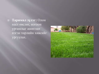  Таримал зүлэг: Олон
наст өвслөг, ногоон
ургамлыг ашиглан
нэгэн төрлийн хивсийг
ургуулах.
 