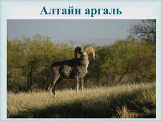 
Алтайн аргаль
 