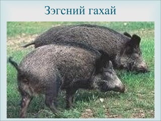 
Зэгсний гахай
 