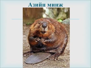 
Азийн минж
 