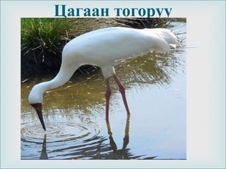 
Цагаан тогоруу
 