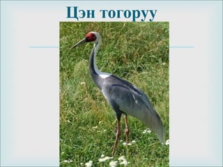 
Цэн тогоруу
 