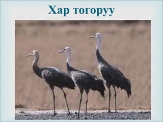 
Хар тогоруу
 