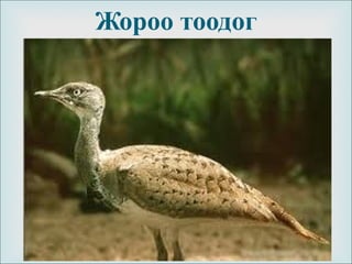 
Жороо тоодог
 