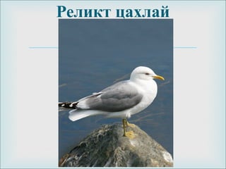 
Реликт цахлай
 