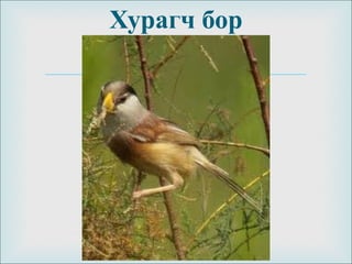 
Хурагч бор
 