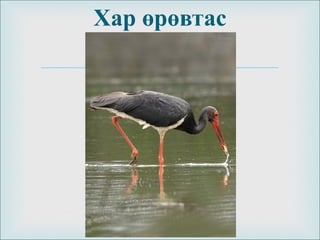 
Хар өрөвтас
 