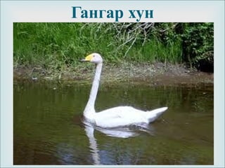 
Гангар хун
 