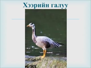 
Хээрийн галуу
 