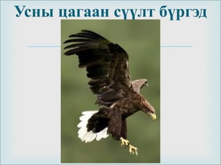 
Усны цагаан сүүлт бүргэд
 