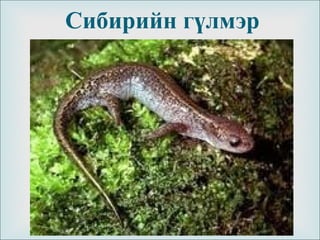 
Сибирийн гүлмэр
 