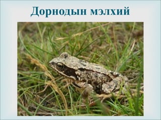 
Дорнодын мэлхий
 