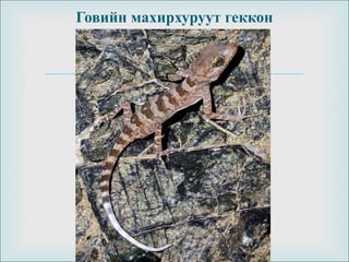 
Говийн махирхуруут геккон
 