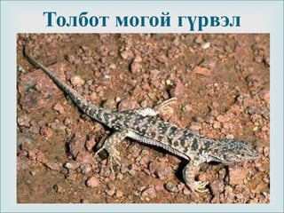 
Толбот могой гүрвэл
 