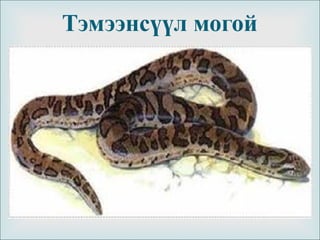 
Тэмээнсүүл могой
 